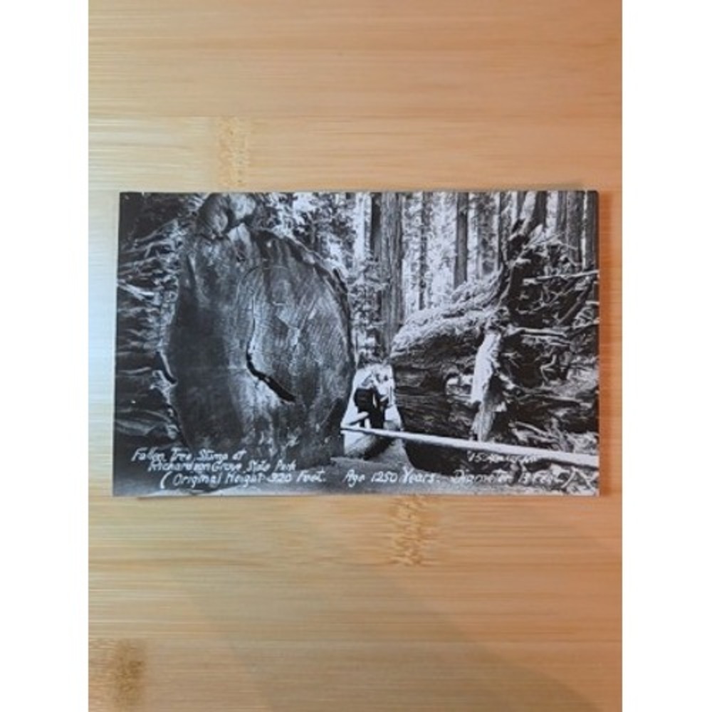 Vintage Richardson Grove State Park Fallen Tree Stump Photo Postcard V504
